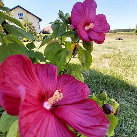 Guest house Mill House And Ljutomer